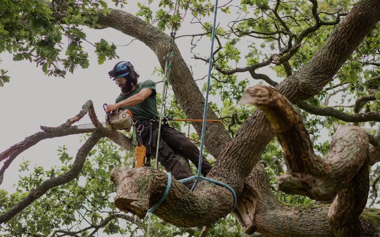 A person in a green shirt climbing a tree, using a chainsaw to cut branches. why tree removal is important
