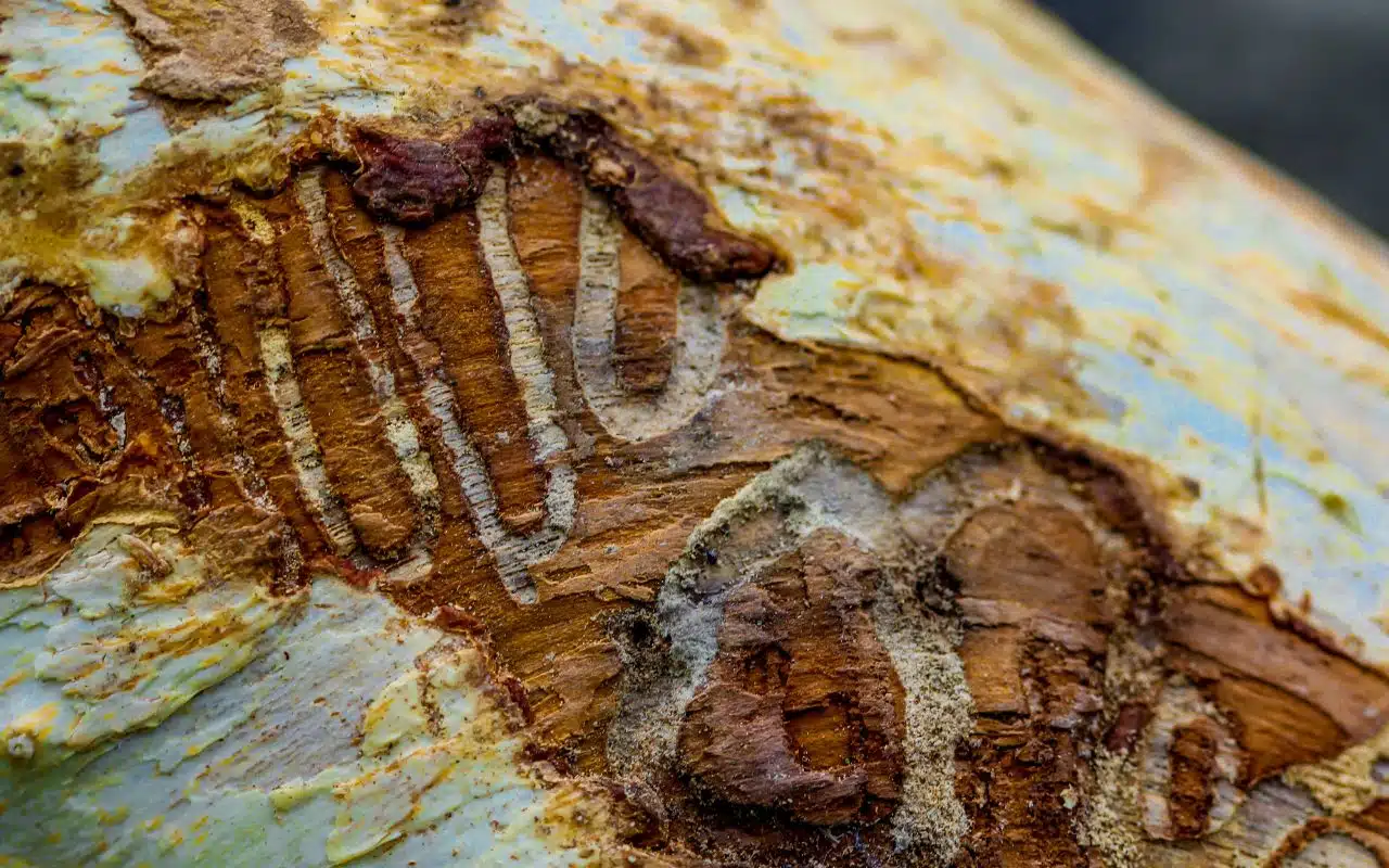 Close-up of textured wood showing brown and white patterns with rough surfaces.
