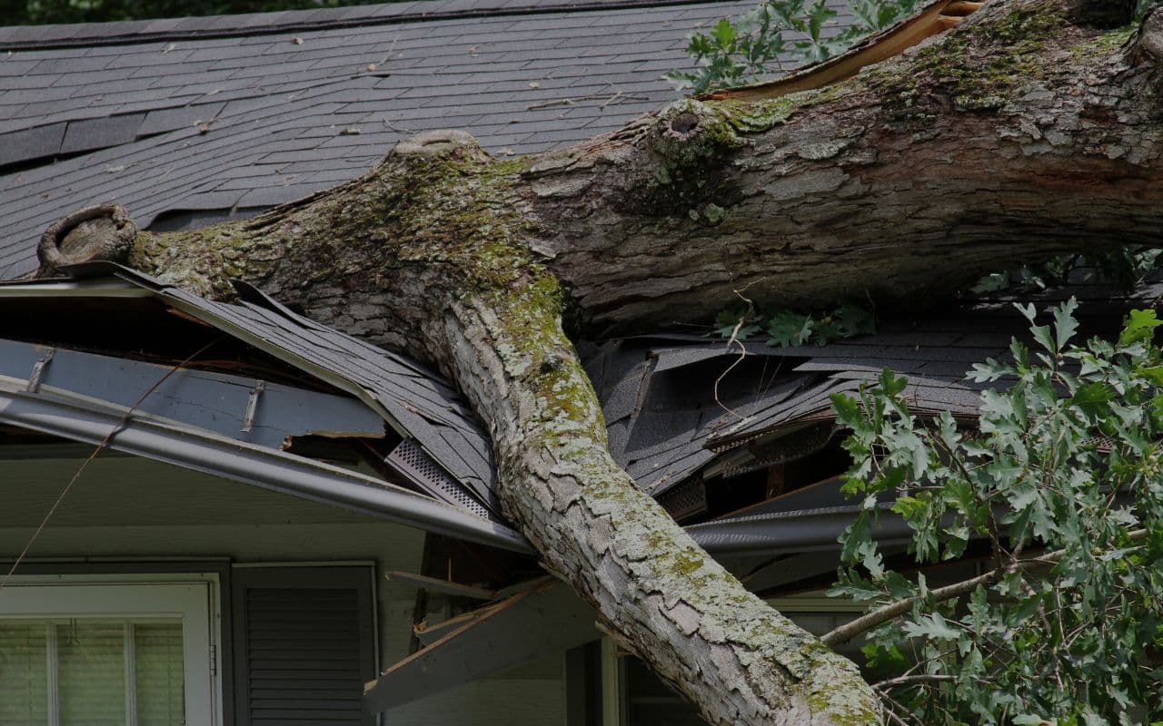 A large tree branch lies on a damaged roof, causing visible destruction and debris. WNY Tree Removal Service