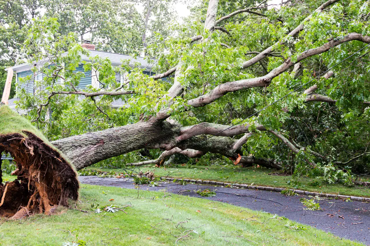 Tree removal service in Niagara County during spring thaw. A fallen tree with exposed roots on the street, partly leaning on a house.