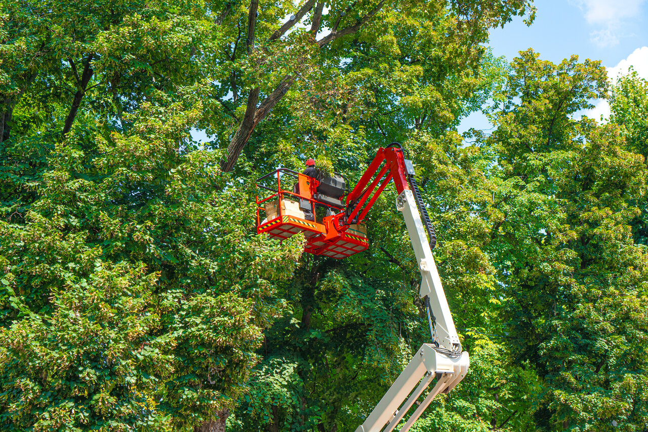A worker in a red and white lift trimming branches high above green trees.